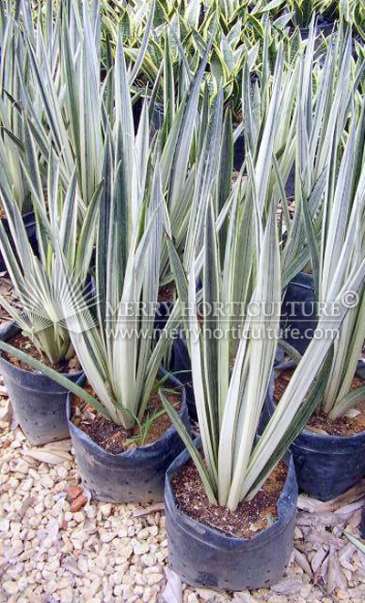 Sansevieria trifasciata bantels sensation